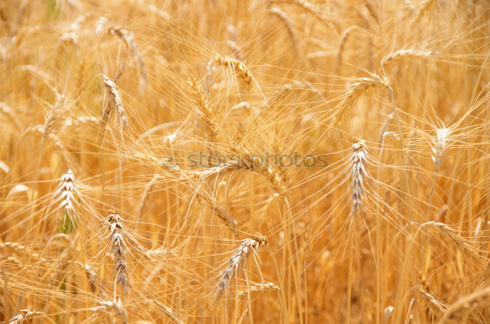 Similar – Image, Stock Photo Closeup of field of ripe golden rye