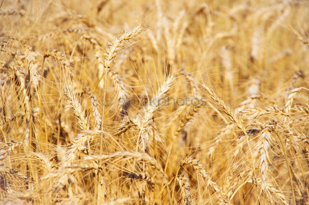 Similar – Image, Stock Photo barley Beautiful