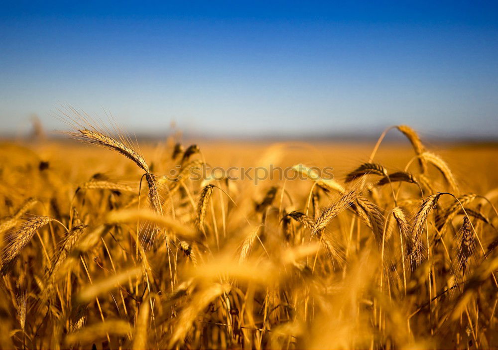 Similar – Foto Bild Golden Ära Wolken Weizen
