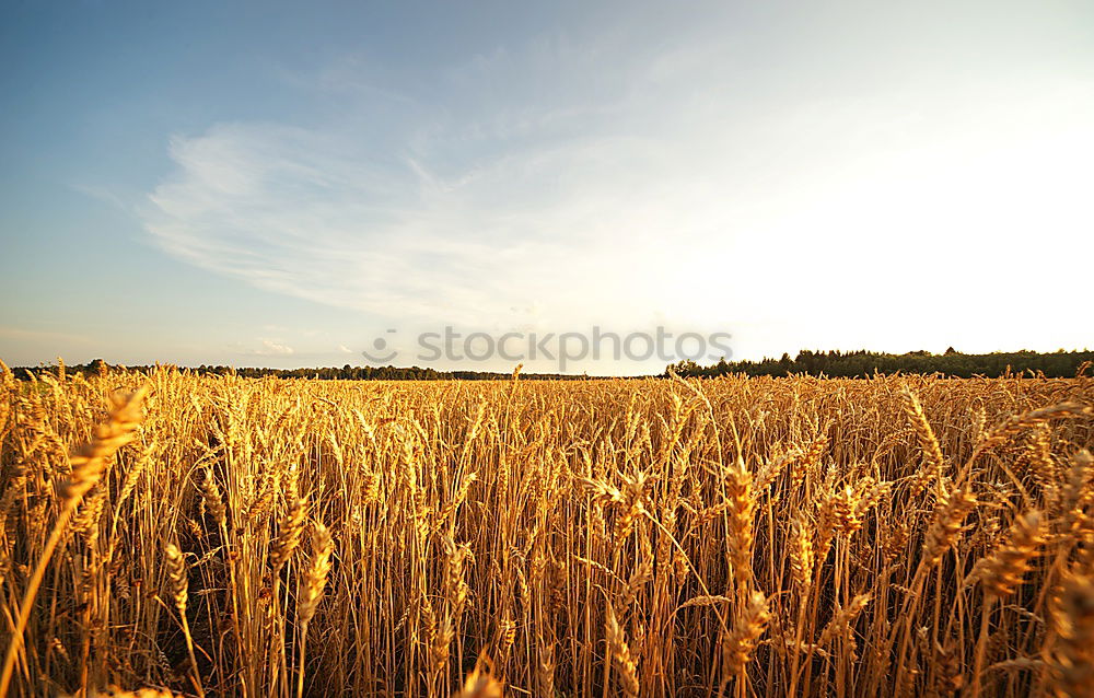 Similar – Image, Stock Photo Almost Neuschwanstein