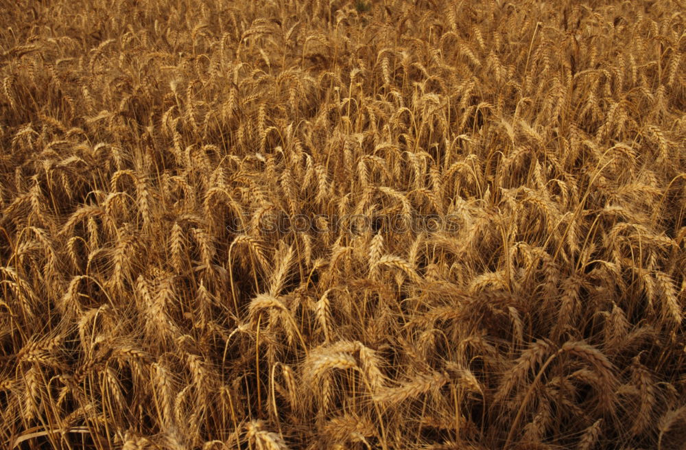 Similar – Grain in the light