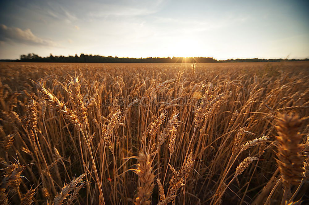 ein korn im kornfeld gelb