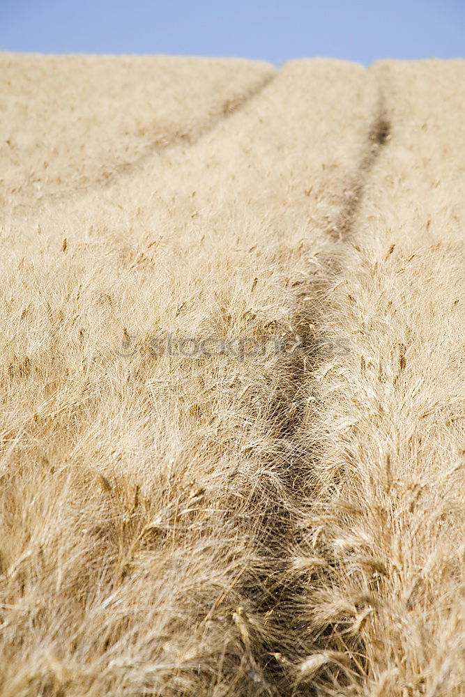 Similar – Image, Stock Photo All drunk or what? Field