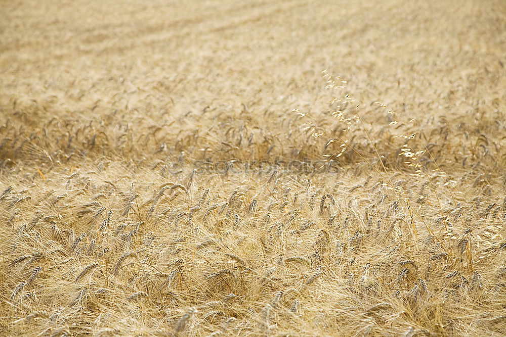 Similar – sea of wheat Wheat Summer