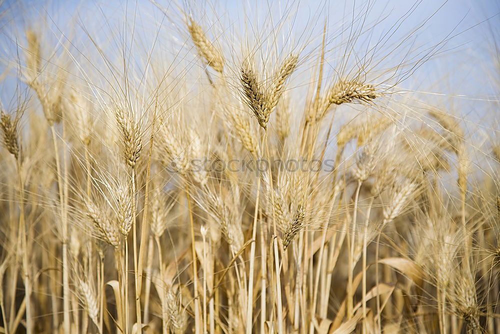 Similar – Image, Stock Photo unripe ears of wheat in a cornfield in front of a grey sky