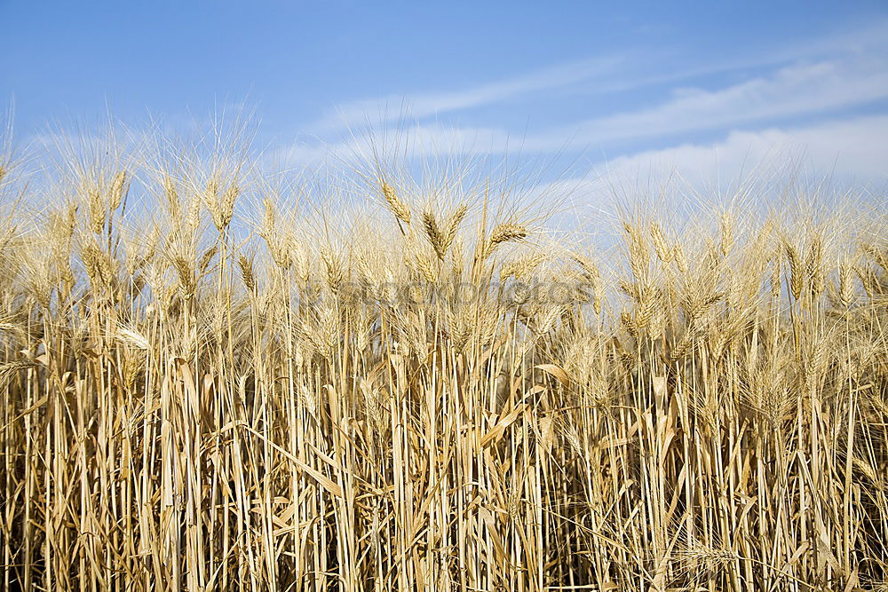 Similar – Image, Stock Photo Cereals II Crops Wheat