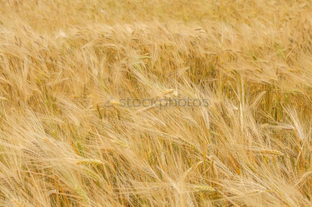 Similar – a cornfield Nature Summer