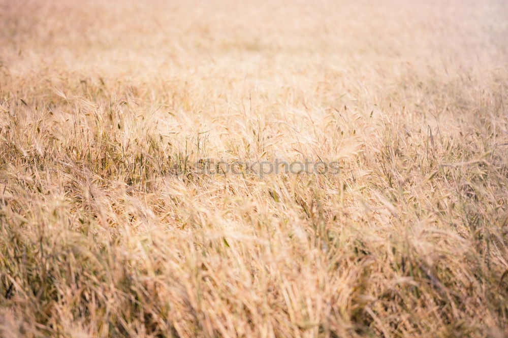 Similar – Image, Stock Photo Ipweger Moor Nature