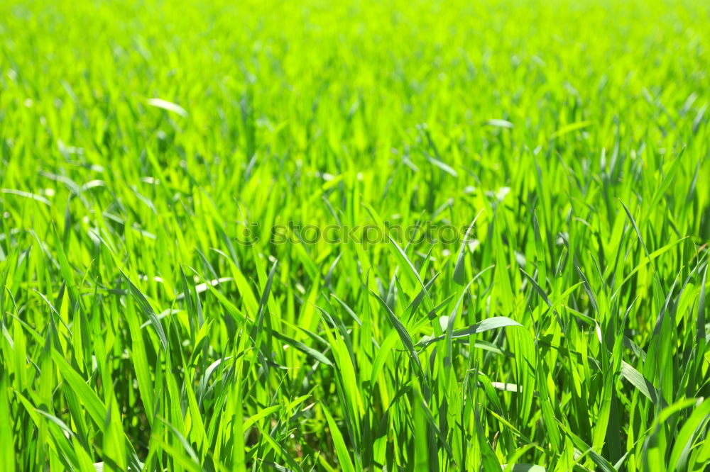 grass Meadow Grass Green