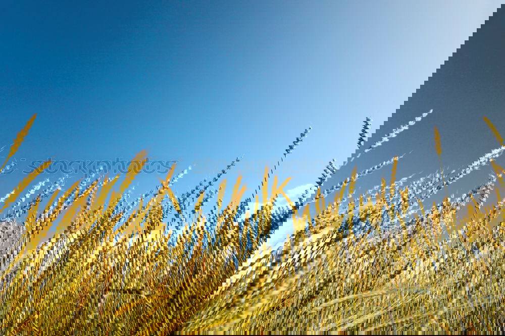 Similar – Foto Bild wunschvorstellung Umwelt