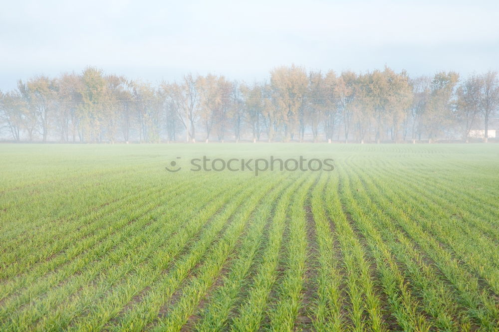 Similar – Image, Stock Photo salad Food Lettuce Salad