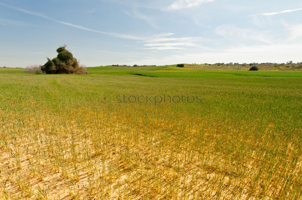 Similar – Weizen Feld Getreide