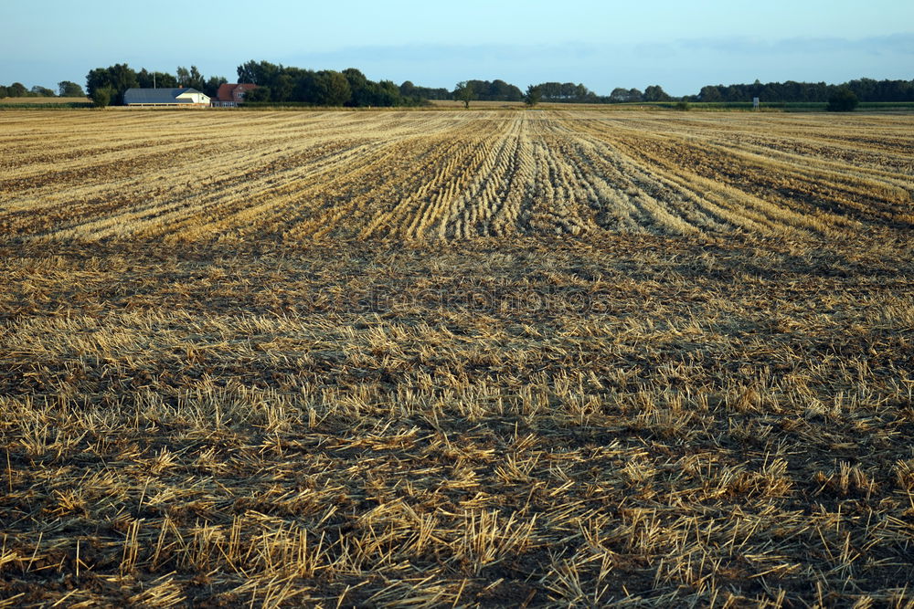 Similar – wheat field in summer