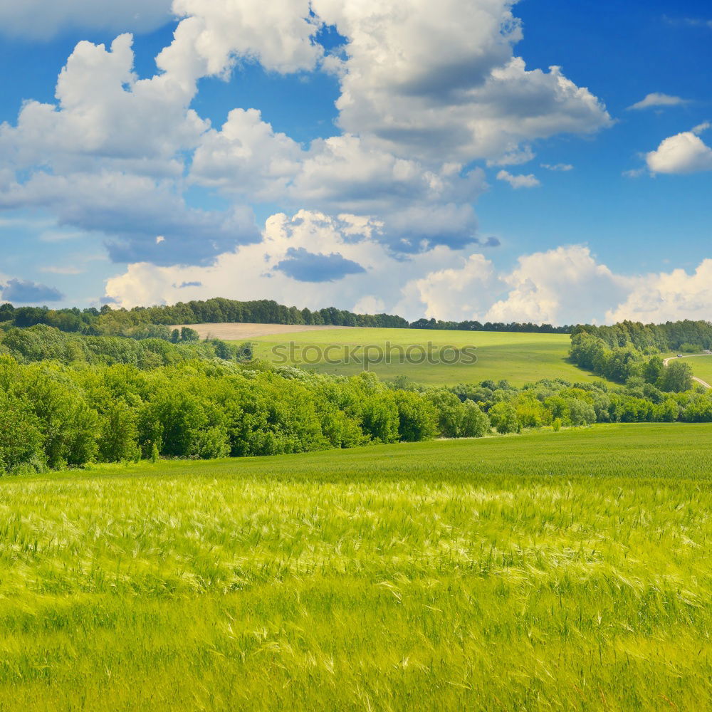 Similar – Image, Stock Photo meadow in allgau Style