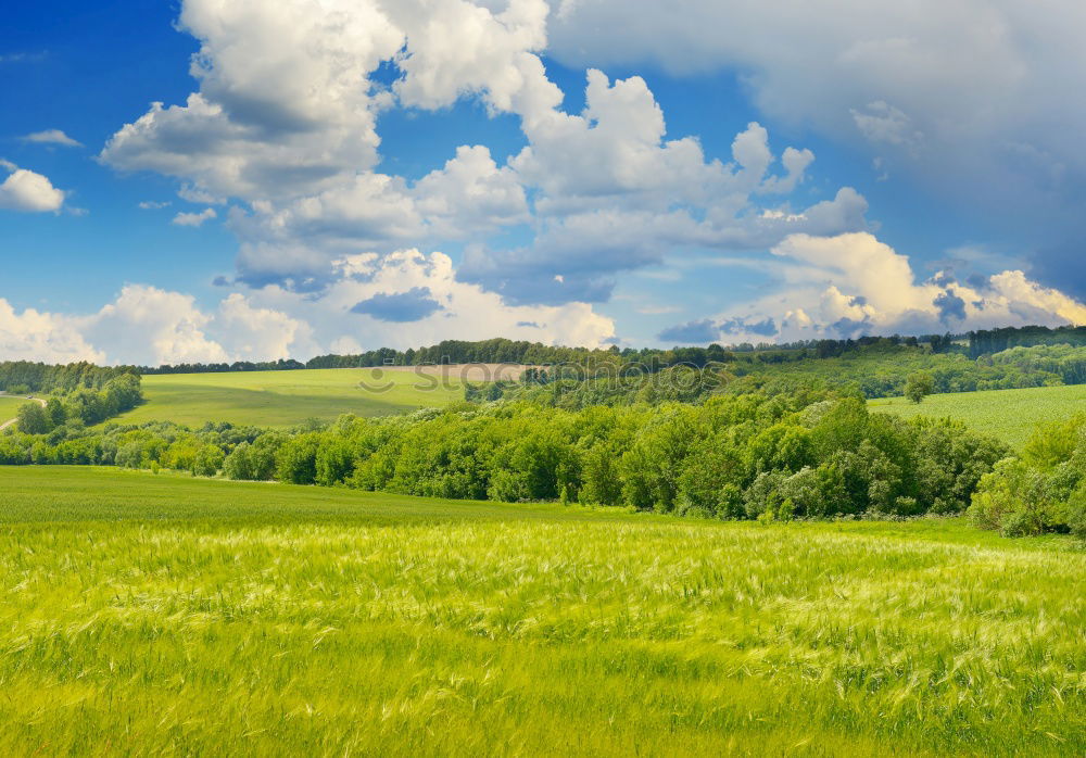 Similar – rapeseed body Canola field