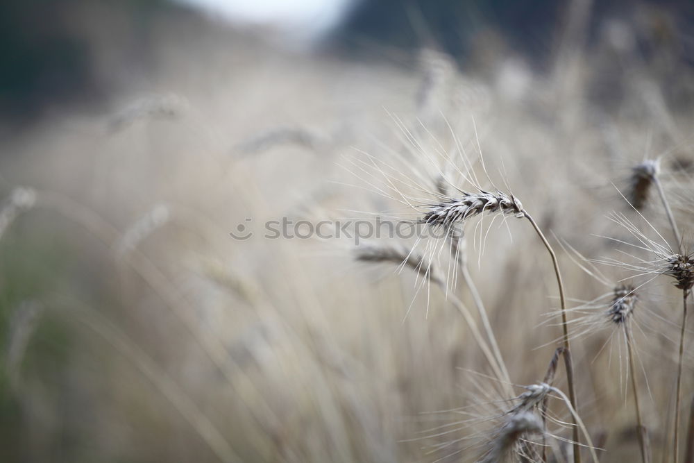 Similar – Jungle Thicket, German Version