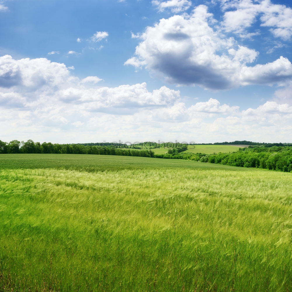 Similar – Foto Bild Kornfeld II Wolken