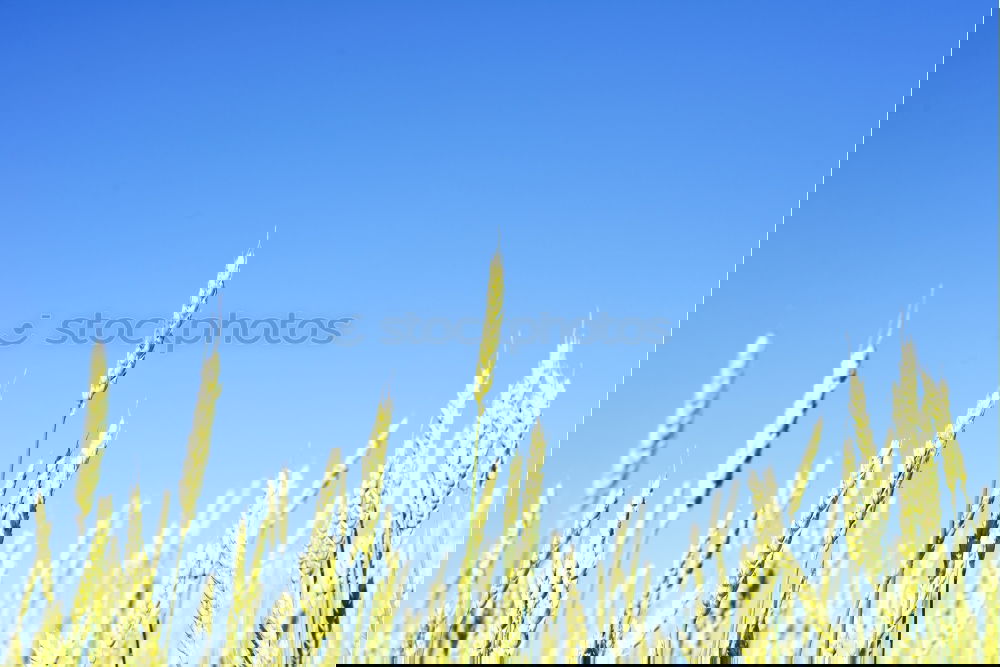 Similar – Image, Stock Photo rye Field Rye Summer