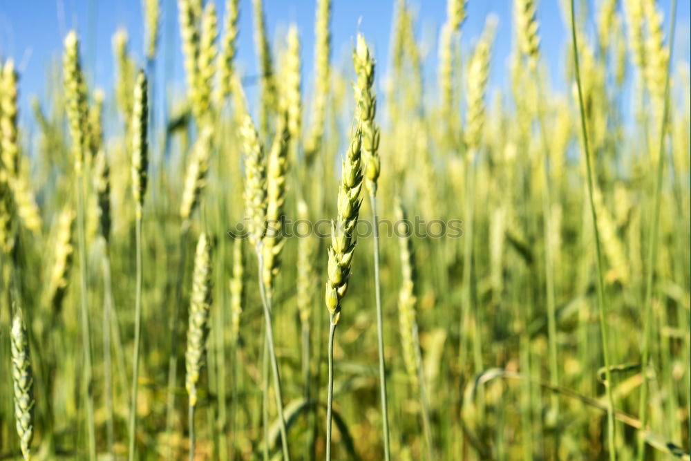 Similar – Stormy barley field III