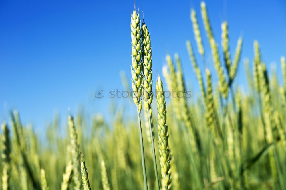 Similar – Foto Bild Grüne Gestenähre mit Heuschrecke vor blauem Himmel