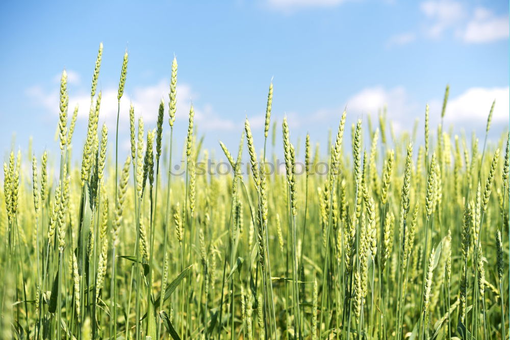 Similar – Image, Stock Photo twins Twin 2 Field Wheat