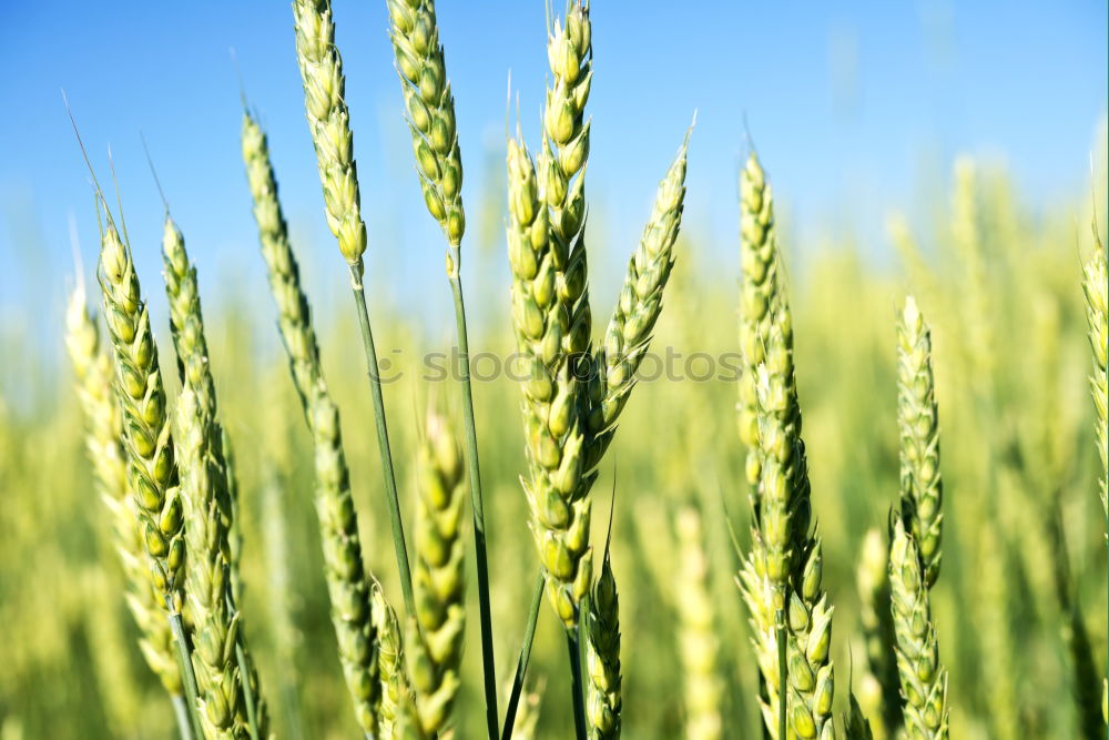 Similar – Image, Stock Photo unripe ears of wheat in a cornfield in front of a grey sky