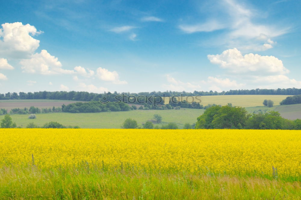 Similar – rapeseed body Canola field