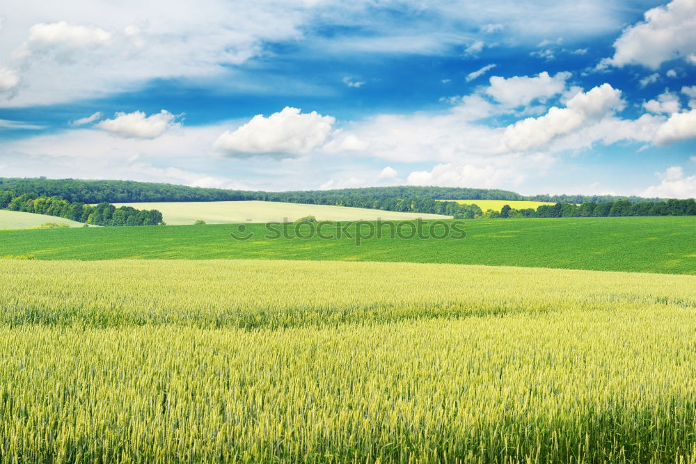 Landschaftsmaler Feld