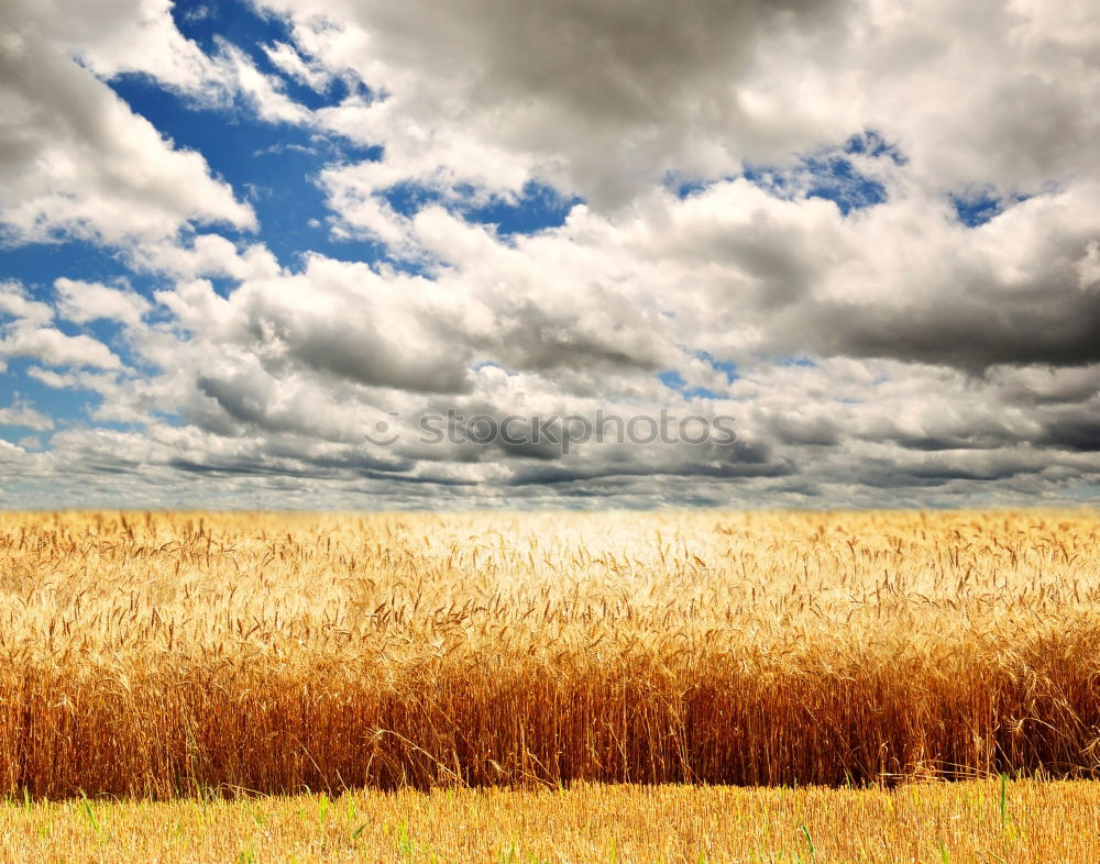 Similar – Image, Stock Photo harvest time Environment