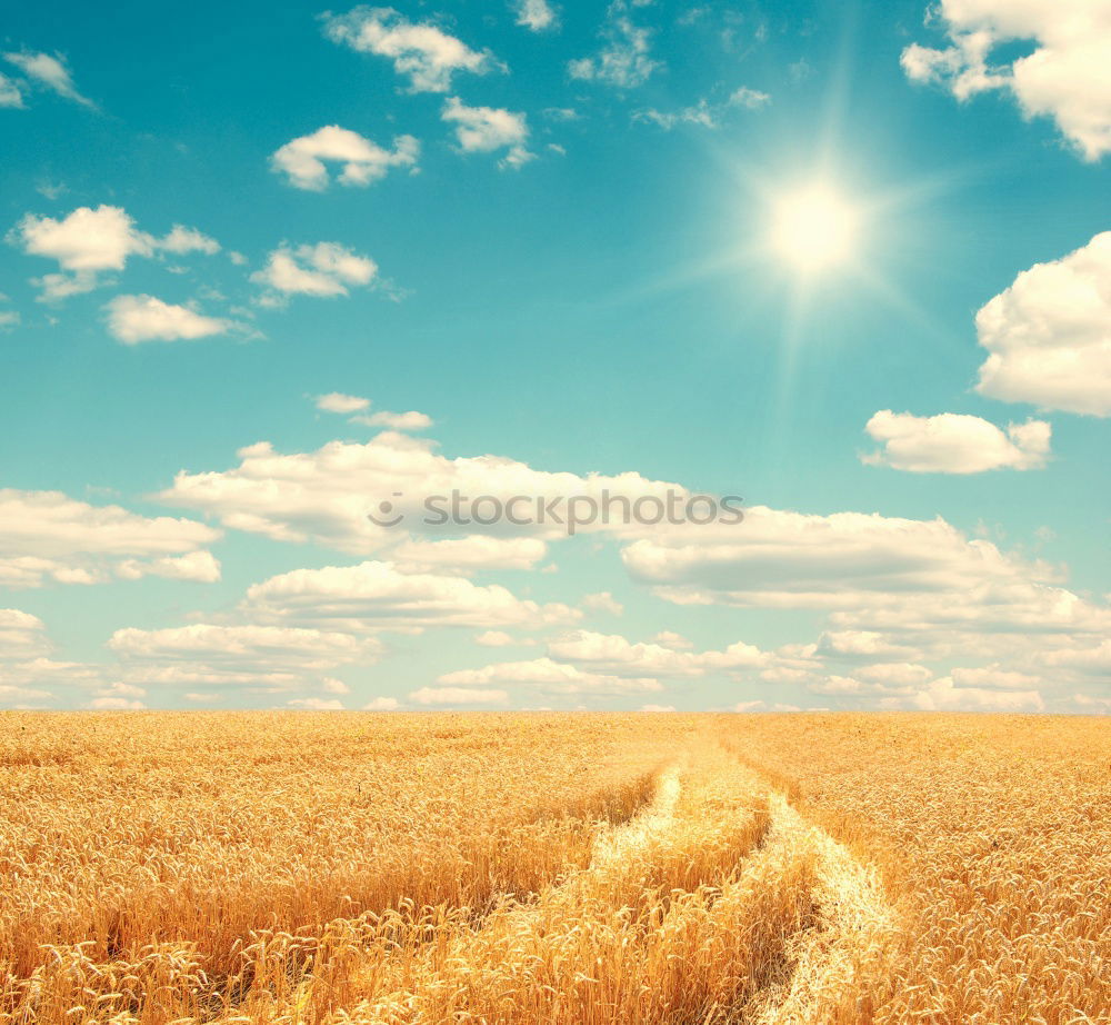 Similar – Image, Stock Photo Way between rapeseed fields and blue sky