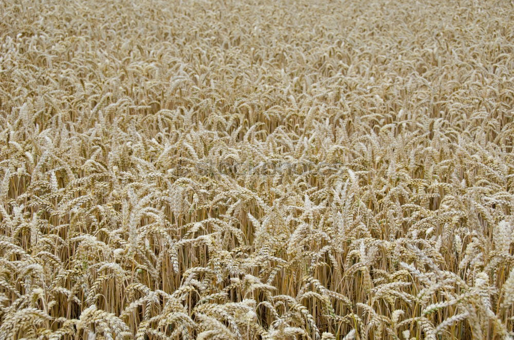 Similar – sea of wheat Wheat Summer