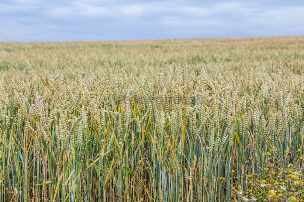 Similar – Image, Stock Photo a bed in the cornfield