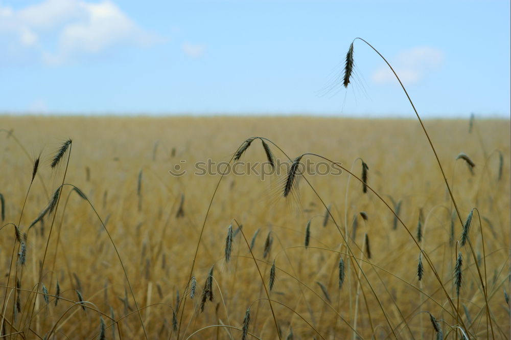 Similar – Image, Stock Photo midair Airplane