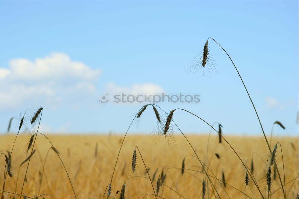 Similar – #33 Stormy barley field