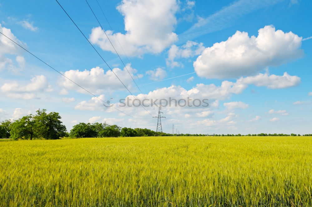 Similar – rapsfeld Canola