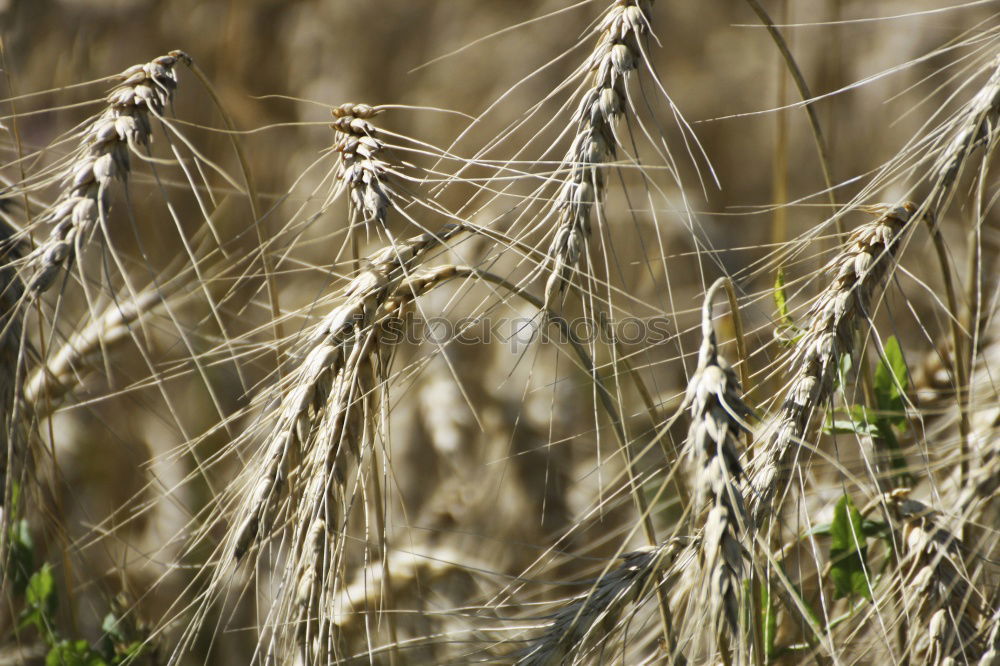 Similar – Weizen Feld Ähren Sommer