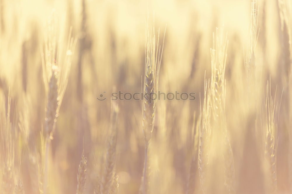 Similar – Cornfield 4 Landscape