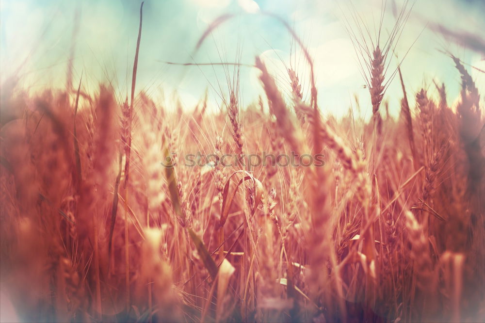 Similar – Image, Stock Photo Autumn Grain Elegant Style