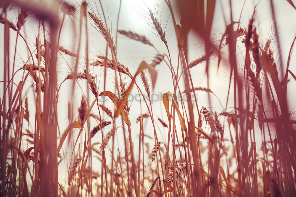 Similar – Image, Stock Photo Spears of grass silhouette