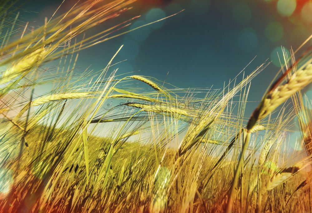 Similar – evening warmth Grass