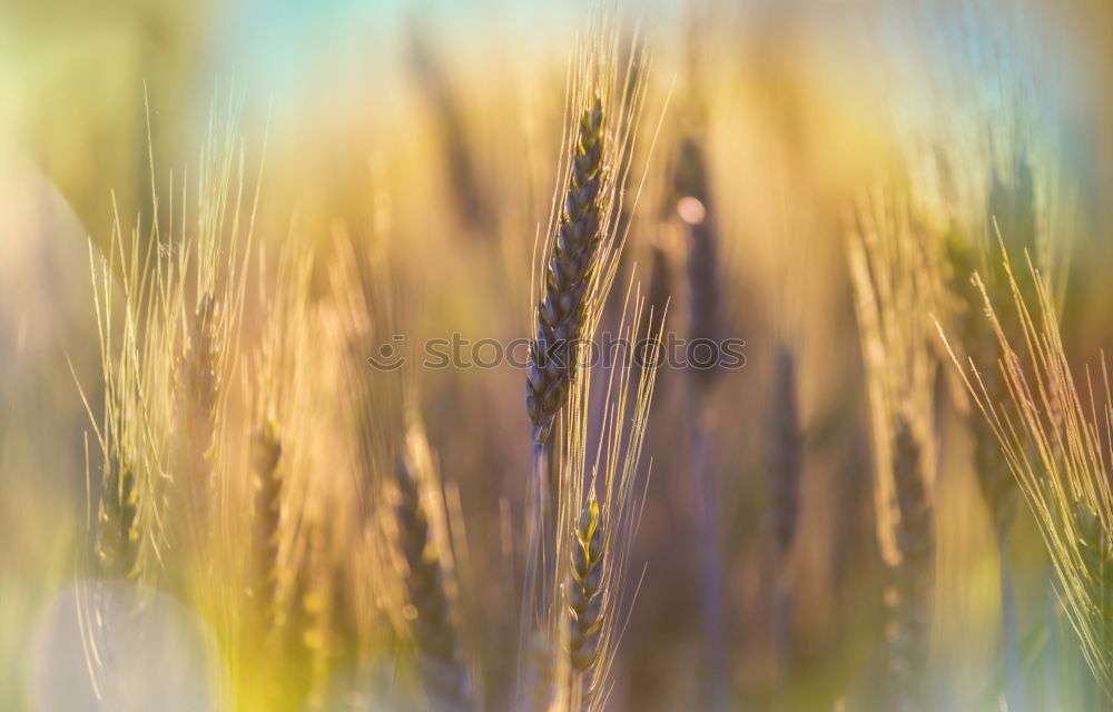 Image, Stock Photo Autumn Grain Elegant Style