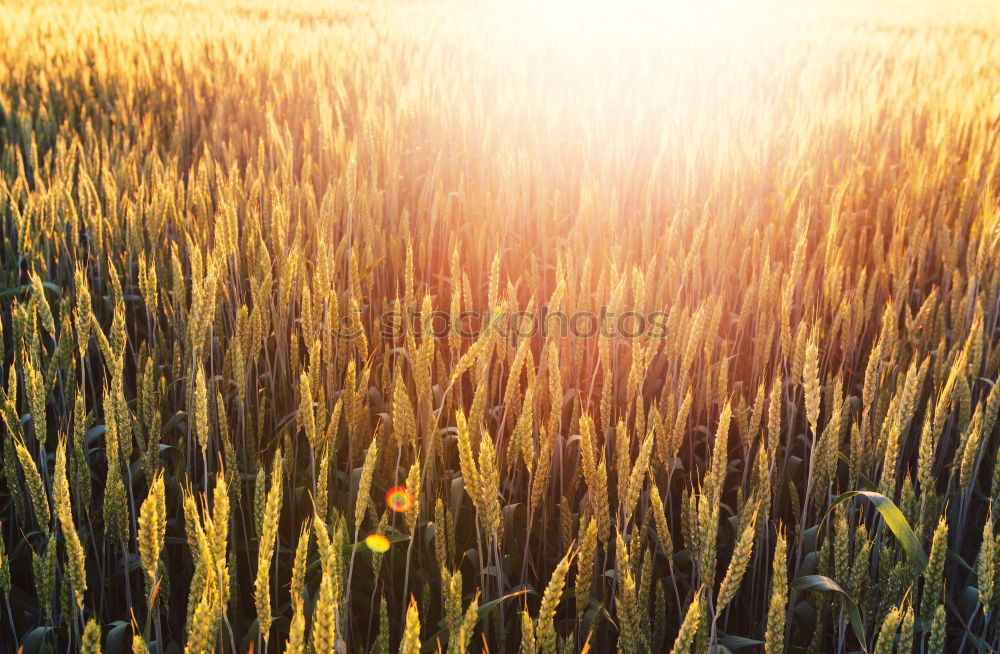 Similar – Cornfield 4 Landscape