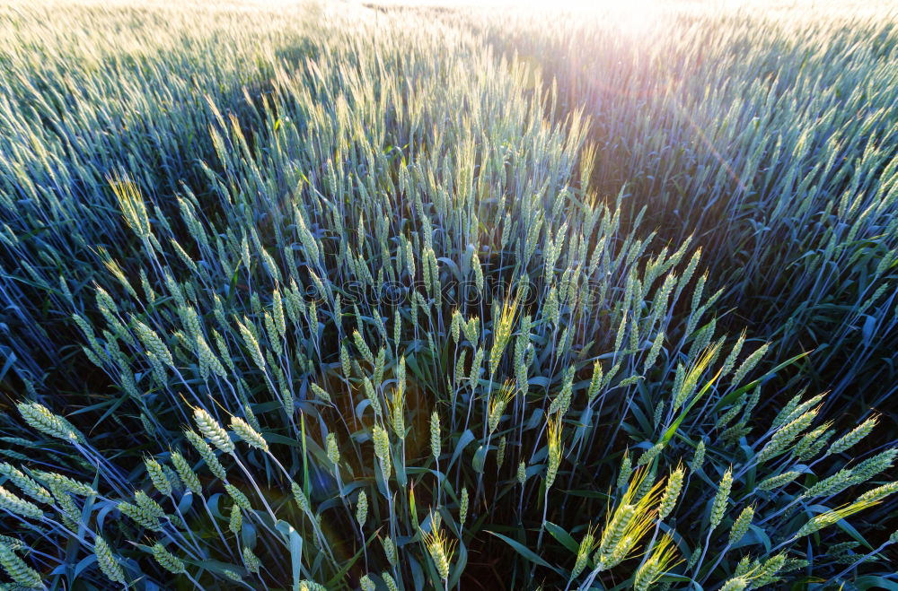 Similar – wheat Sun Sunrise Sunset