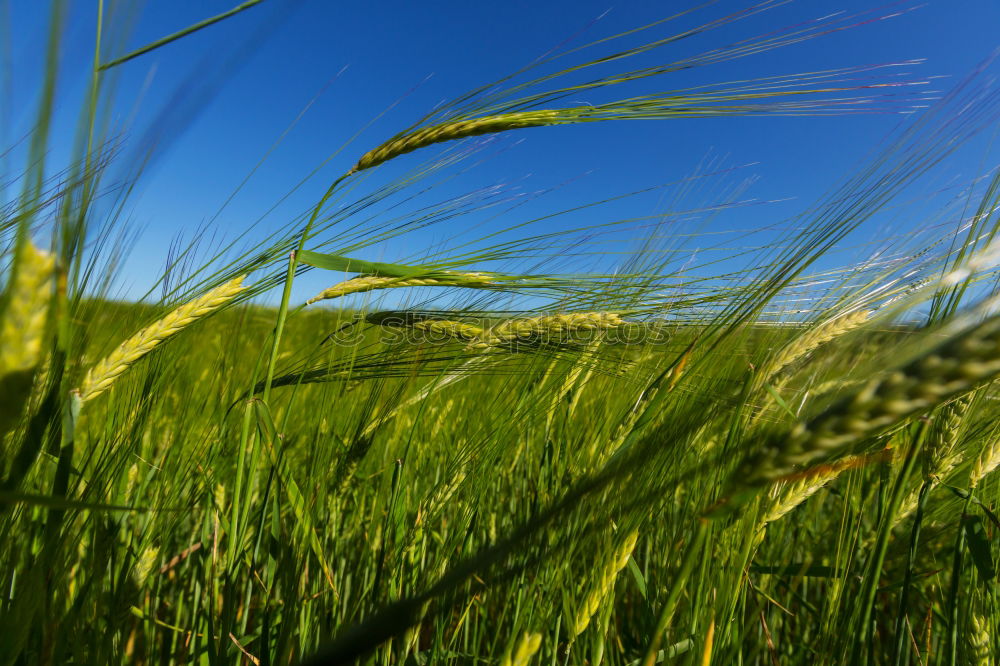 Similar – Foto Bild GANZ nahe Farbfoto