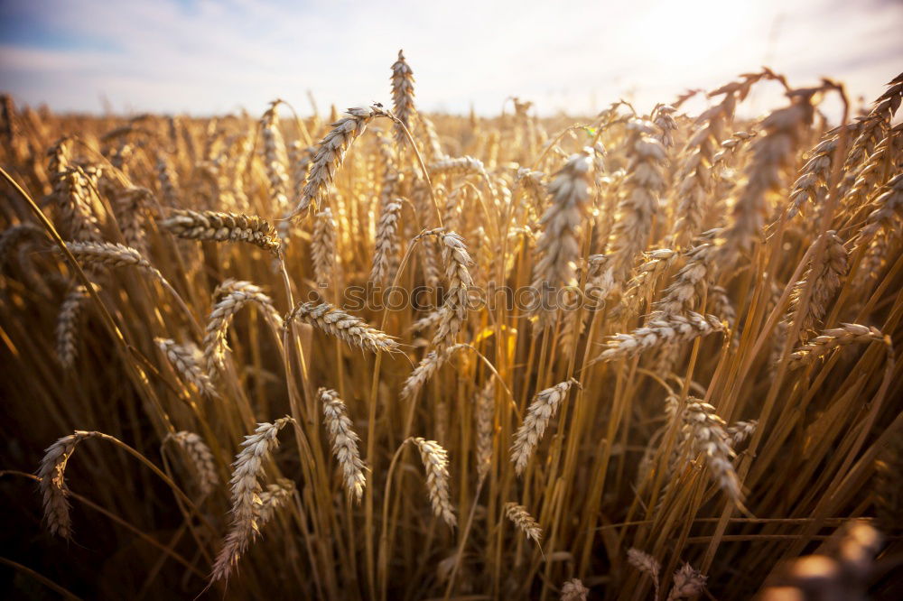 Similar – ein korn im kornfeld gelb