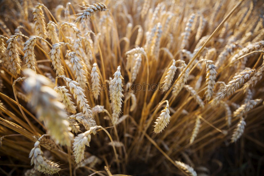 Similar – Image, Stock Photo HANG THE HEAD Field Black