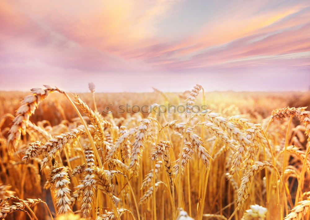 Similar – Image, Stock Photo Harvester on a field