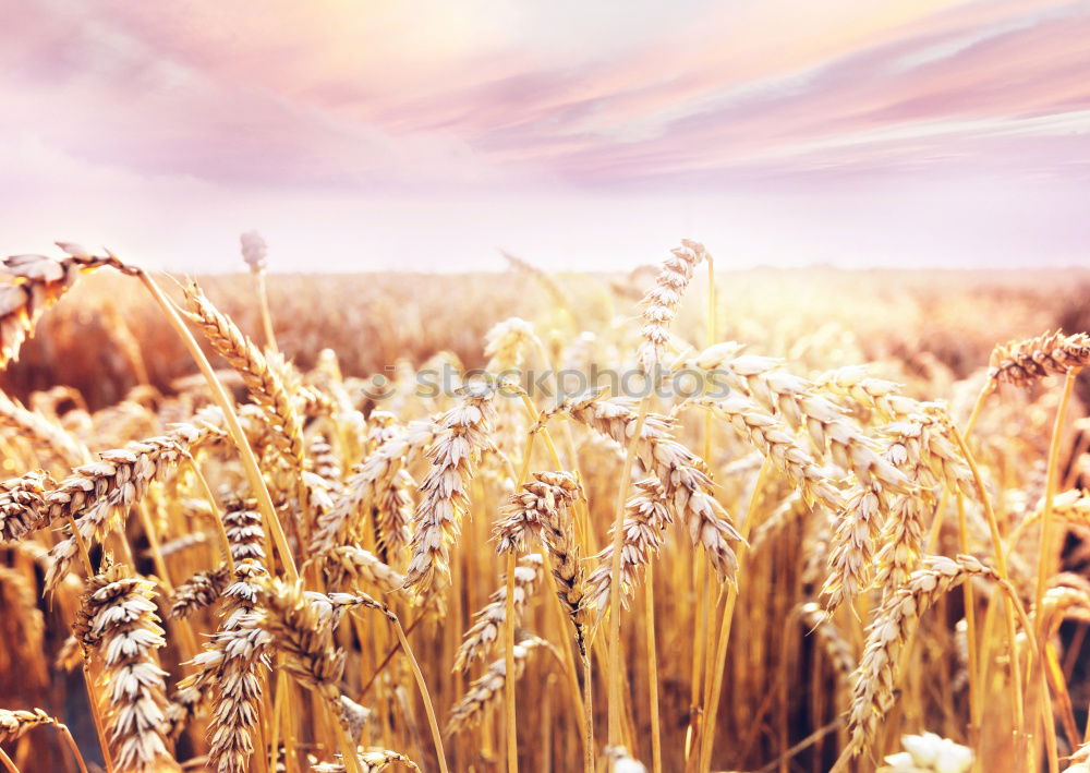 Similar – Cereal field Lifestyle