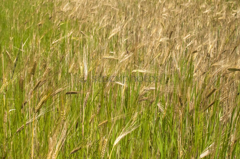 Similar – Image, Stock Photo In the field… Nature