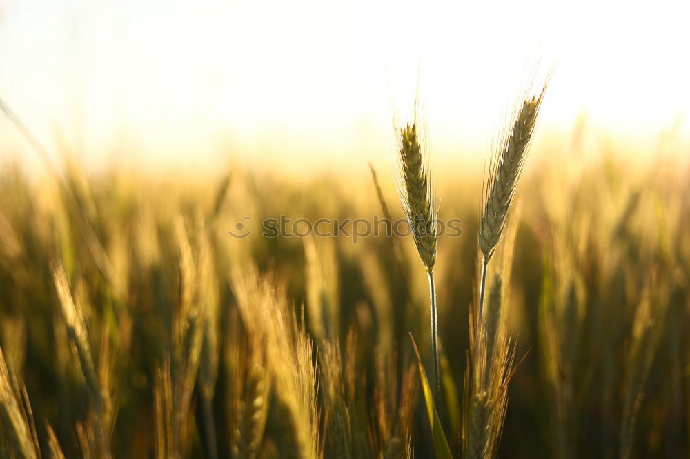 Similar – ein korn im kornfeld gelb